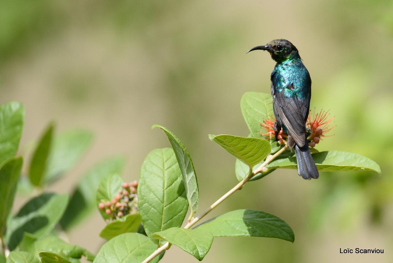 Souimanga/Sunbird (2)
