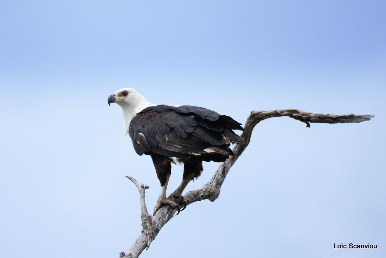 Aigle vocifère/African Fish Eagle (3)
