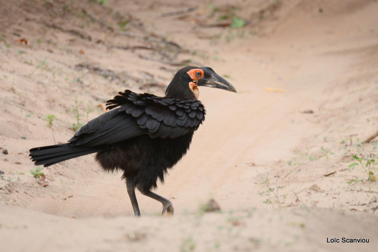 Bucorve/Groud Hornbill (2)
