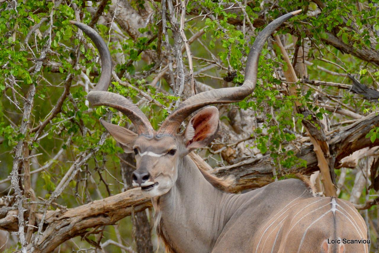 Grand koudou/Greater Kudu (5)