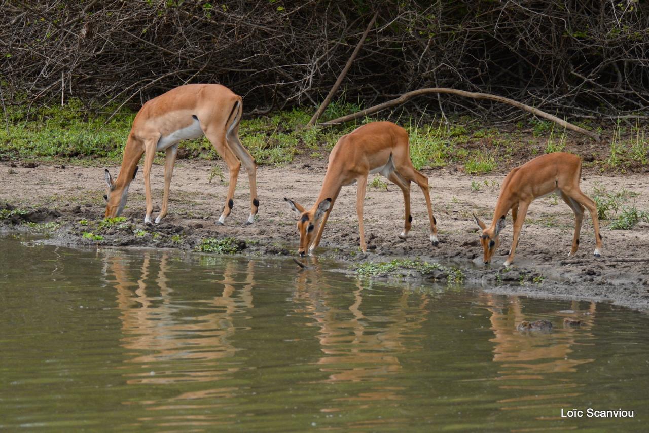 Impala (3)
