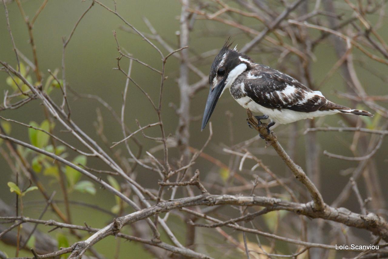 Martin-pêcheur pie/Pied Kingfisher (1)