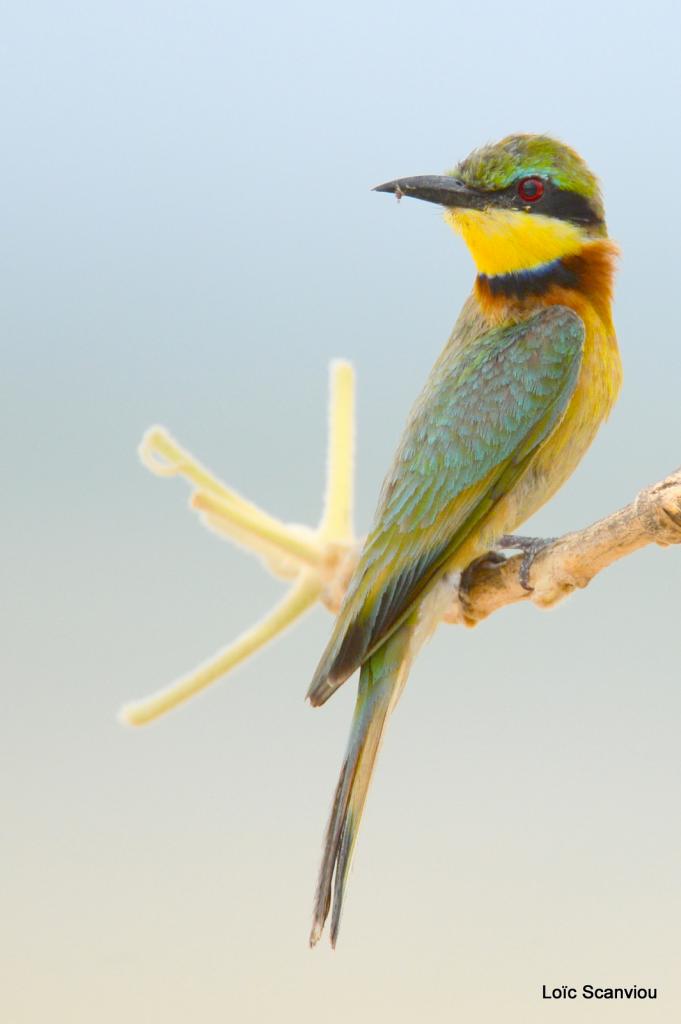 Guêpier nain/Little Bee-eater (2)