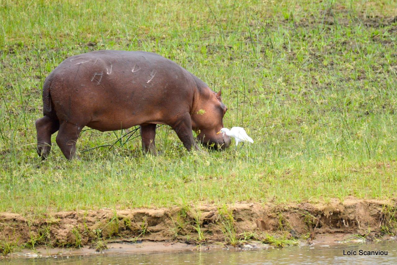 Hippopotame/Hippopotamus (4)