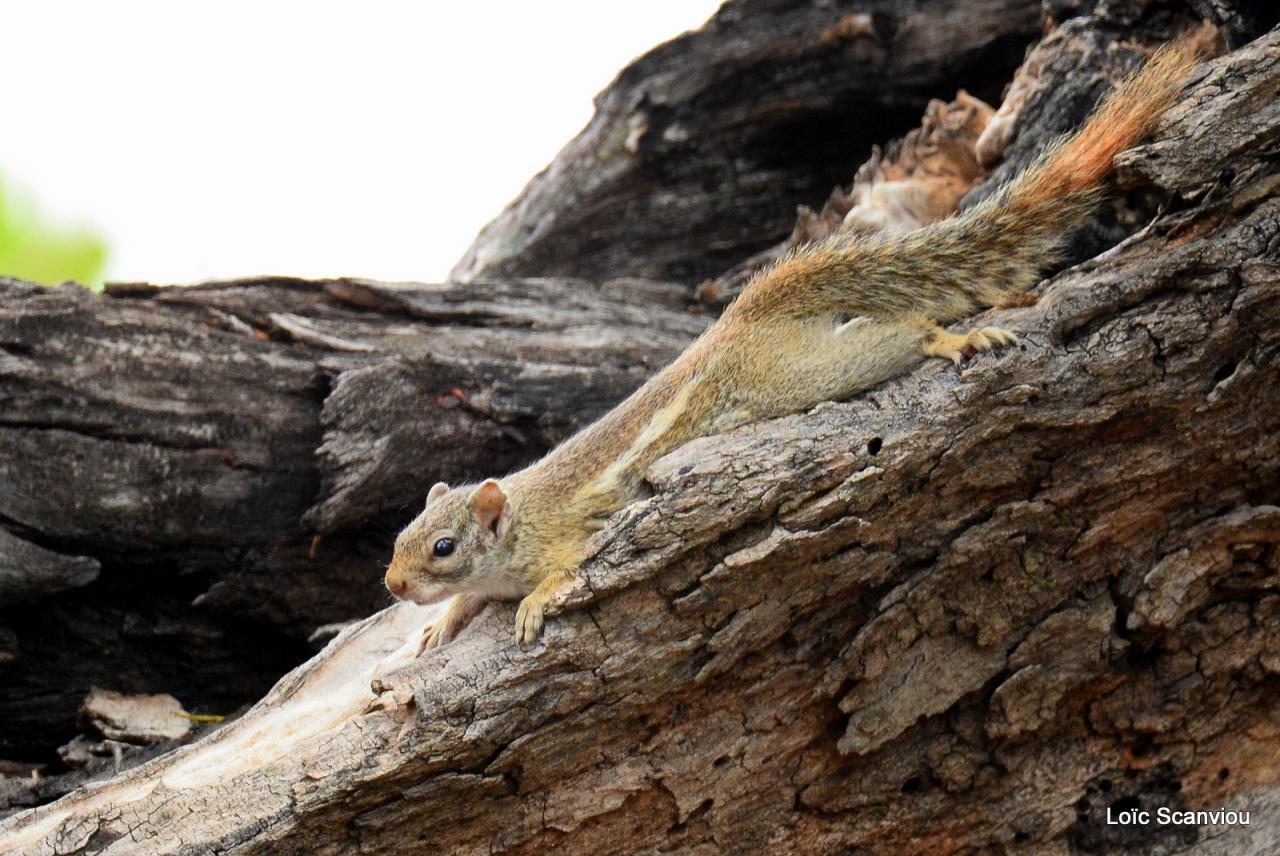 Ecureuil/Squirrel (1)