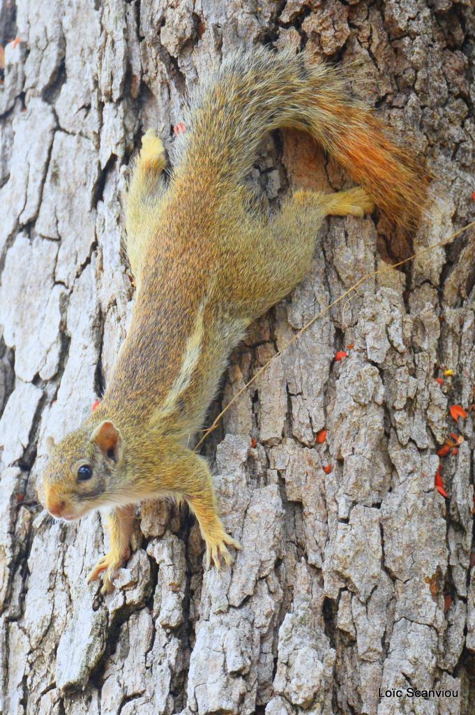 Ecureuil/Squirrel (2)