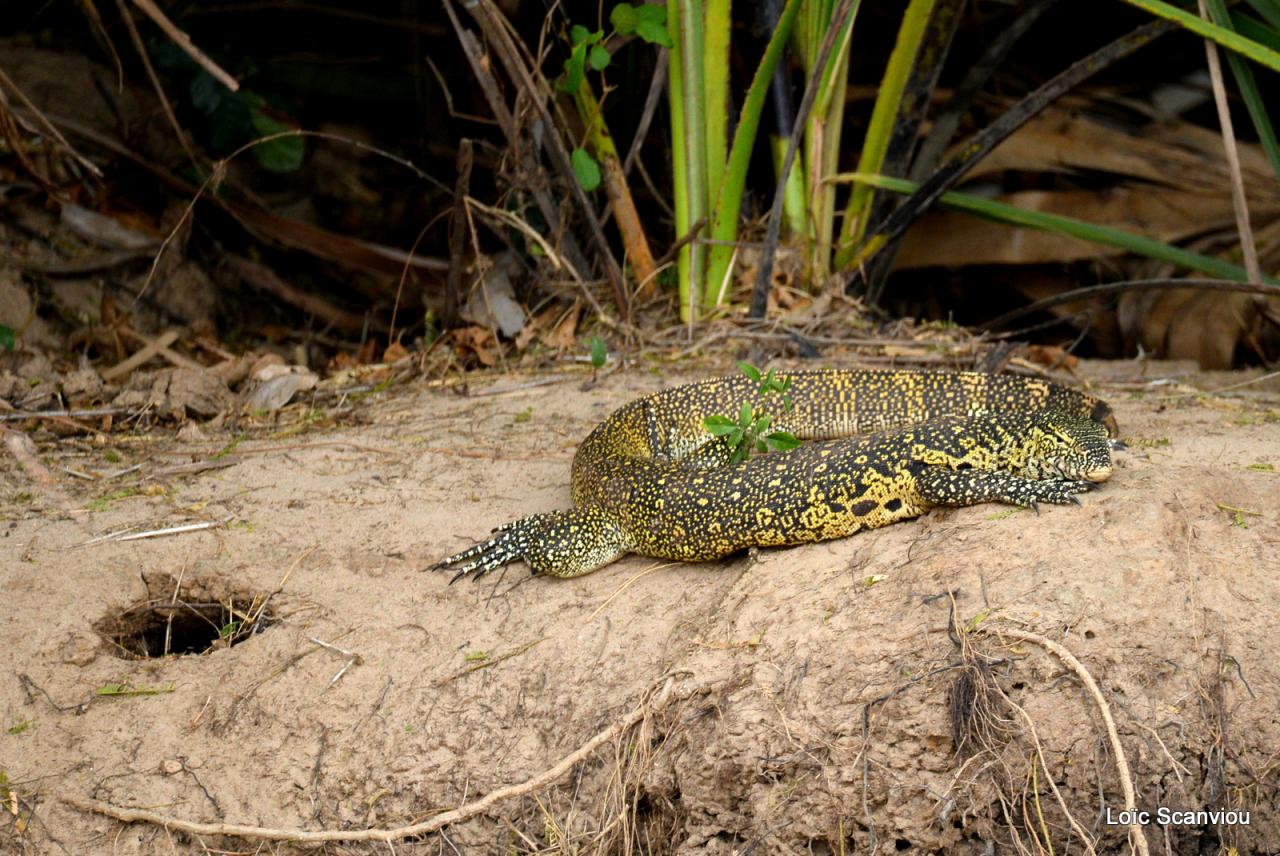 Varan du Nil/Nile Monitor (1)