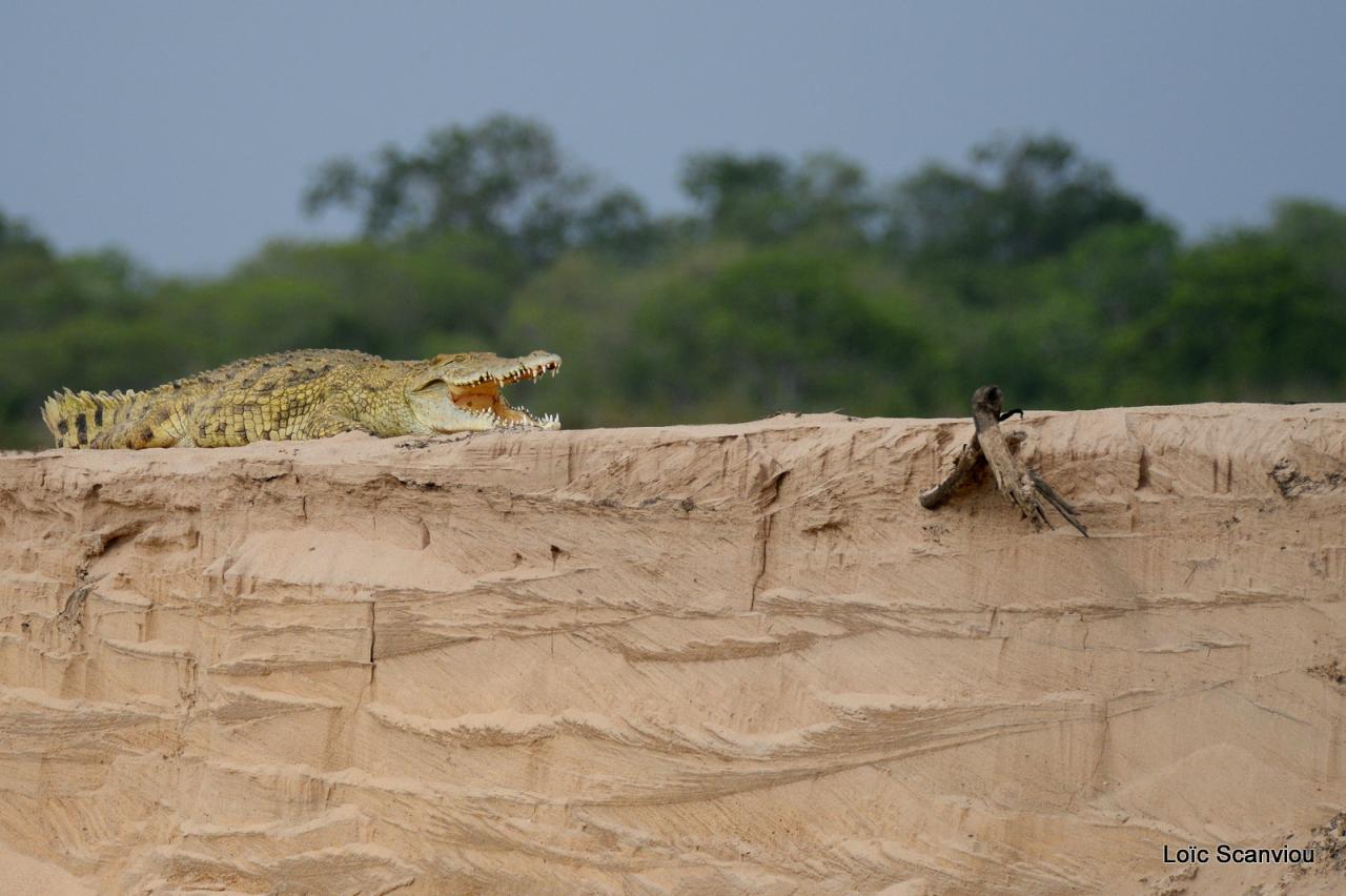 Crocodile du Nil/Nile Crocodile (14)