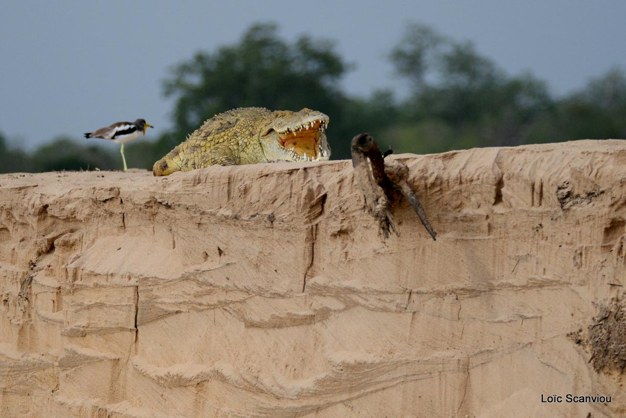 Crocodile du Nil/Nile Crocodile (15)