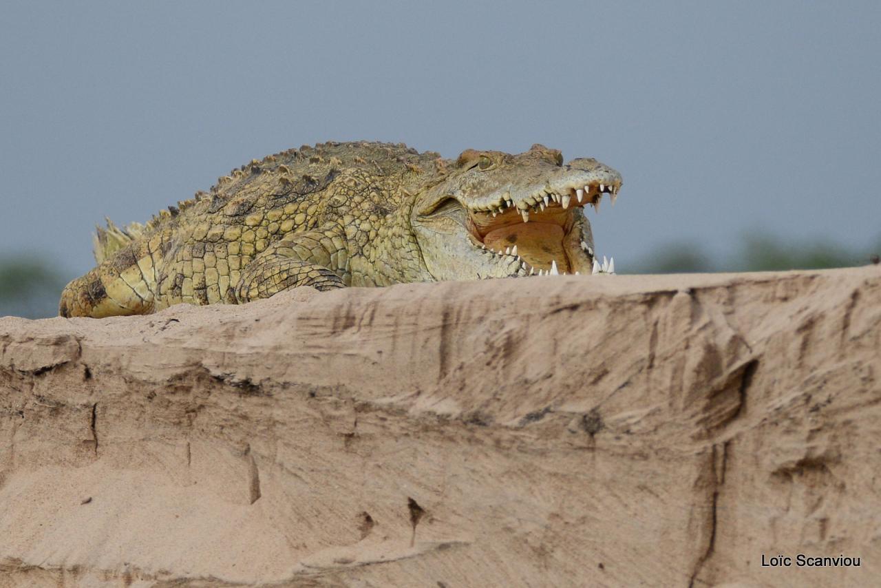 Crocodile du Nil/Nile Crocodile (16)