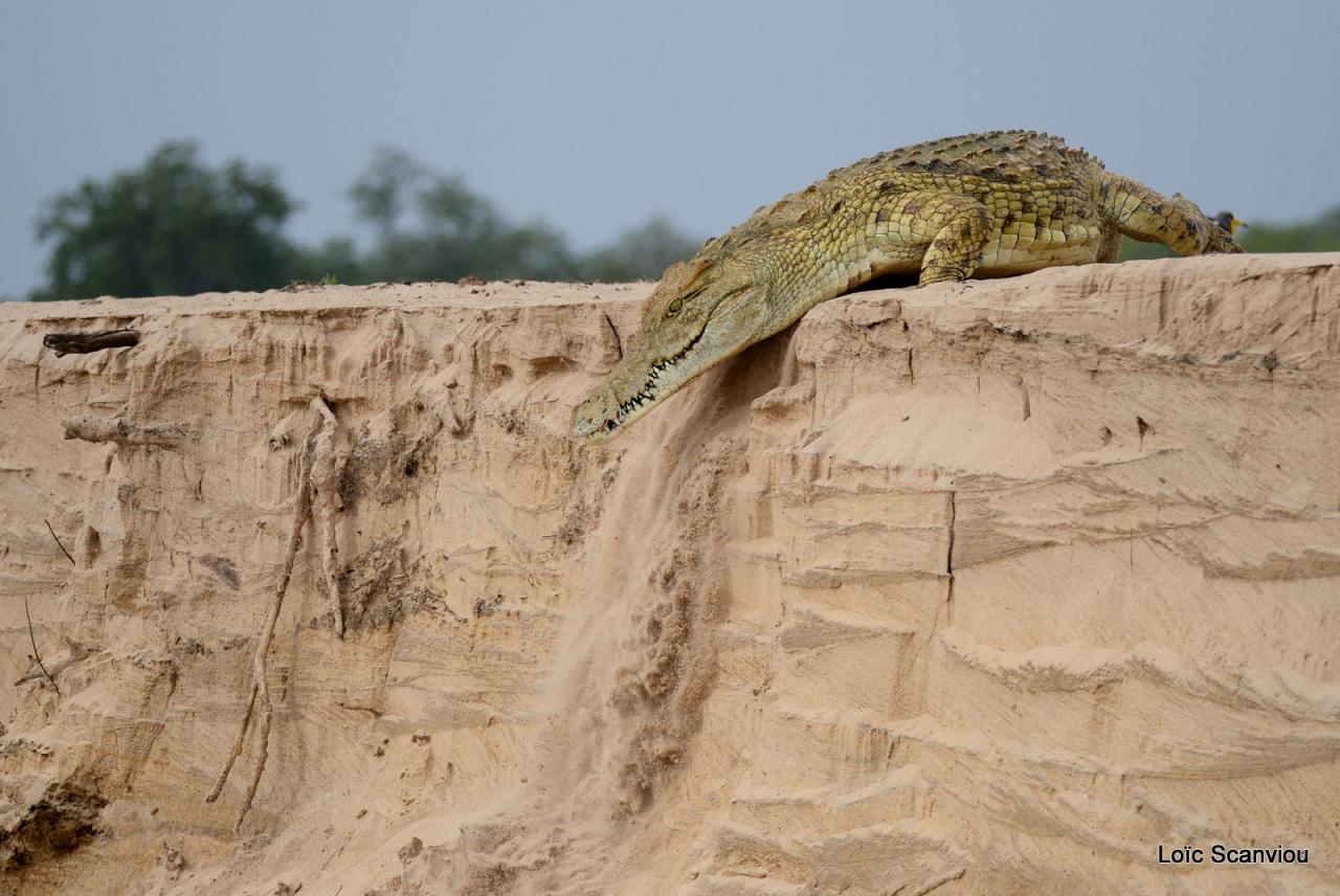 Crocodile du Nil/Nile Crocodile (17)