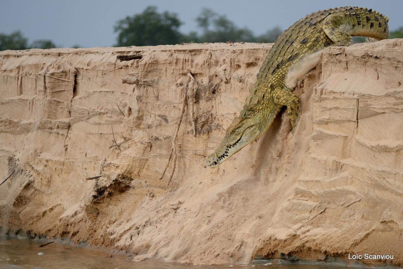 Crocodile du Nil/Nile Crocodile (18)