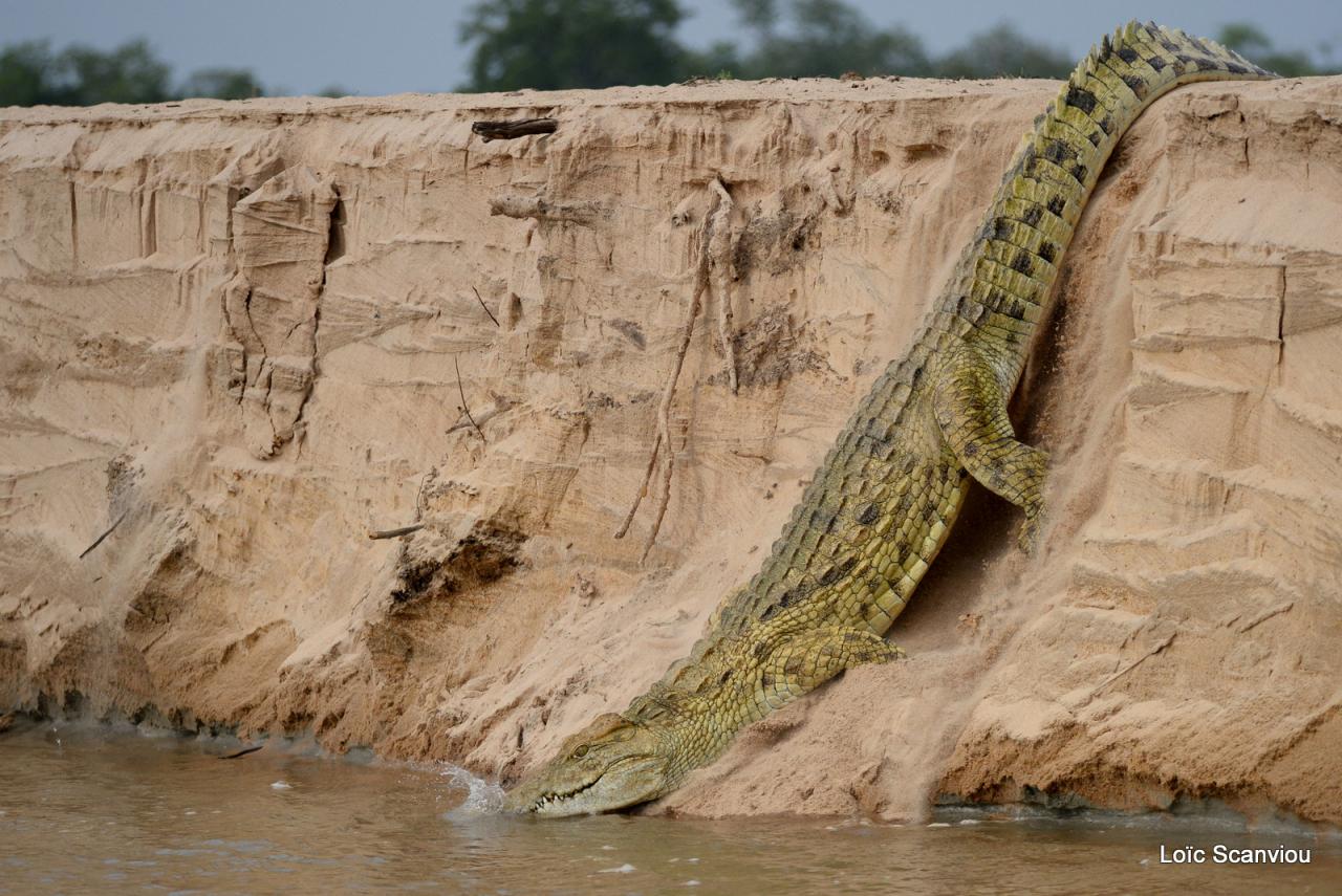 Crocodile du Nil/Nile Crocodile (19)
