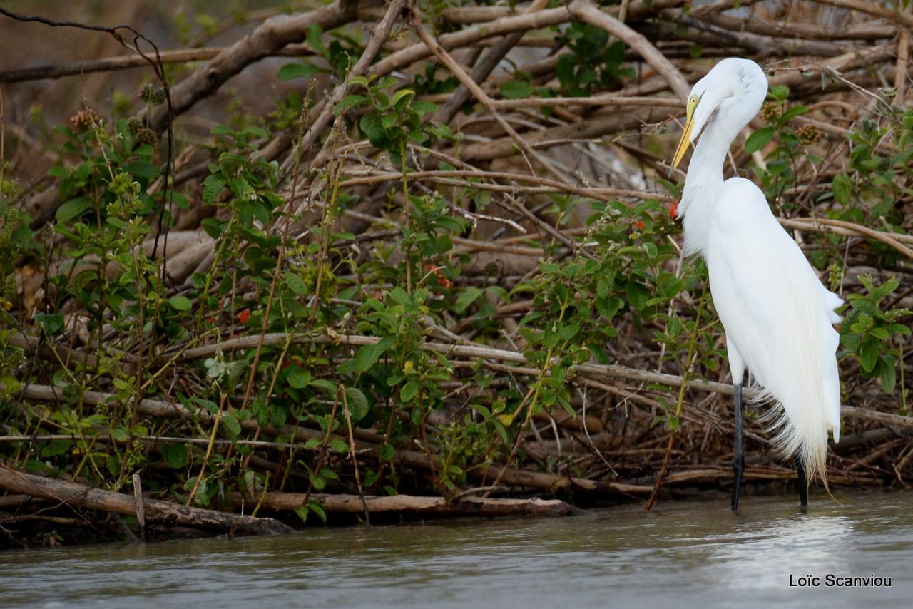 Aigrette/Egret (2)