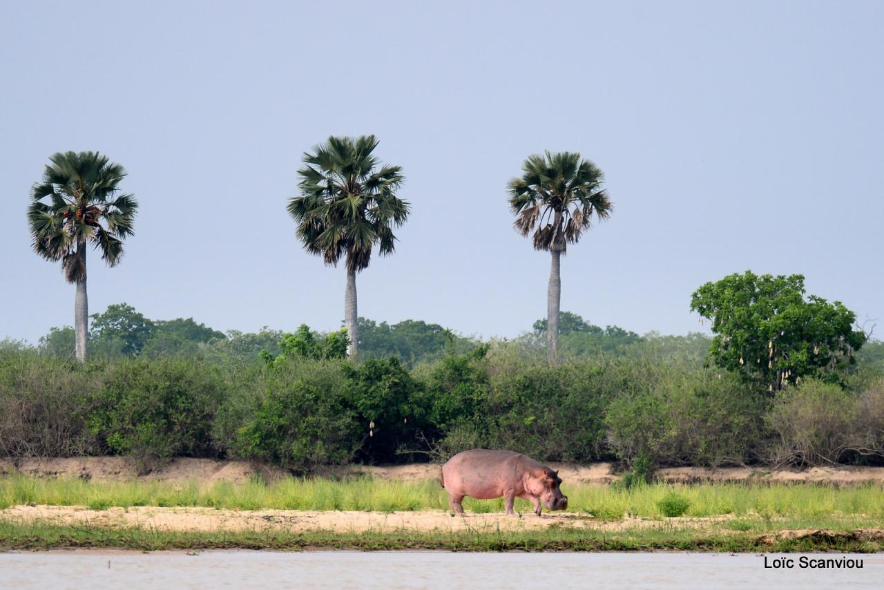 Hippopotame/Hippopotamus( 6)