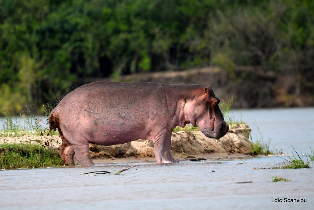 Hippopotame/Hippopotamus (7)