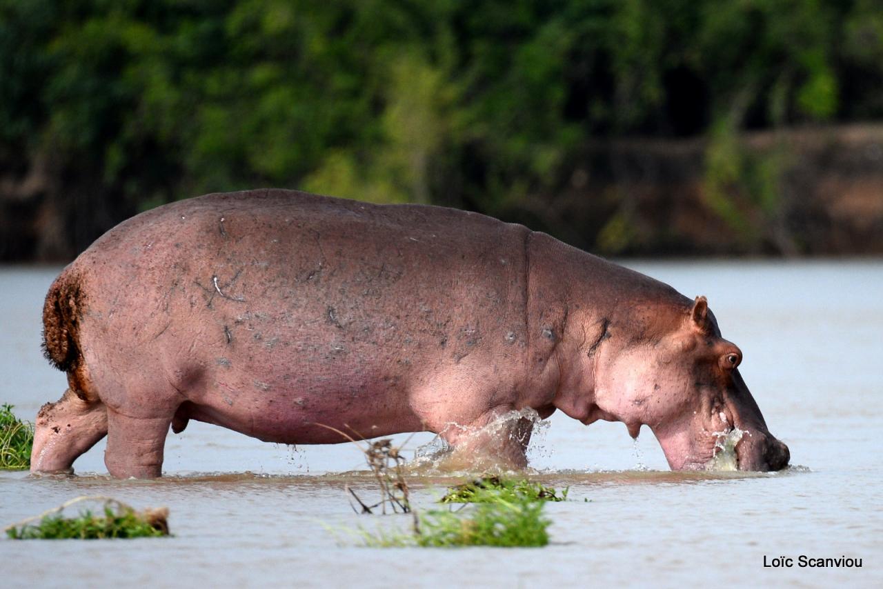 Hippopotame/Hippopotamus (9)