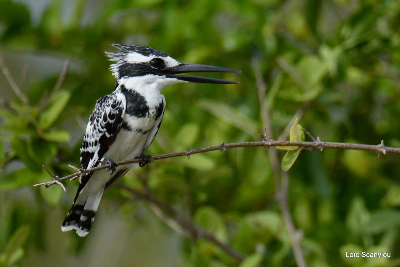 Martin-pêcheur pie/Pied Kingfisher