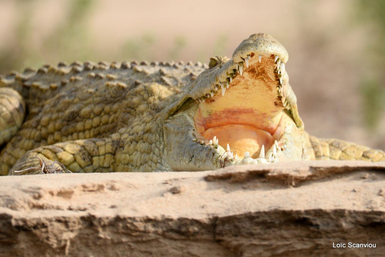 Crocodile du Nil/Nile Crocodile (20)