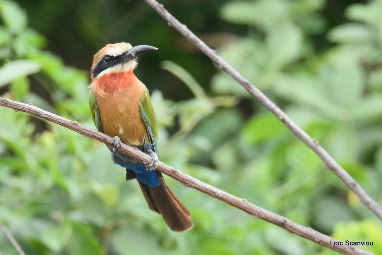 Guêpier à front blanc/White-fronted Bee-eater (4)