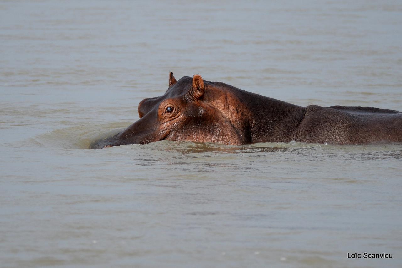Hippopotame/Hippopotamus (10)