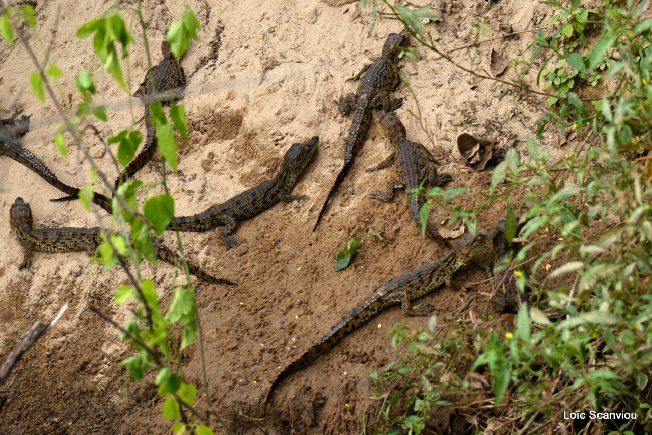 Crocodile du Nil/Nile Crocodile (21)