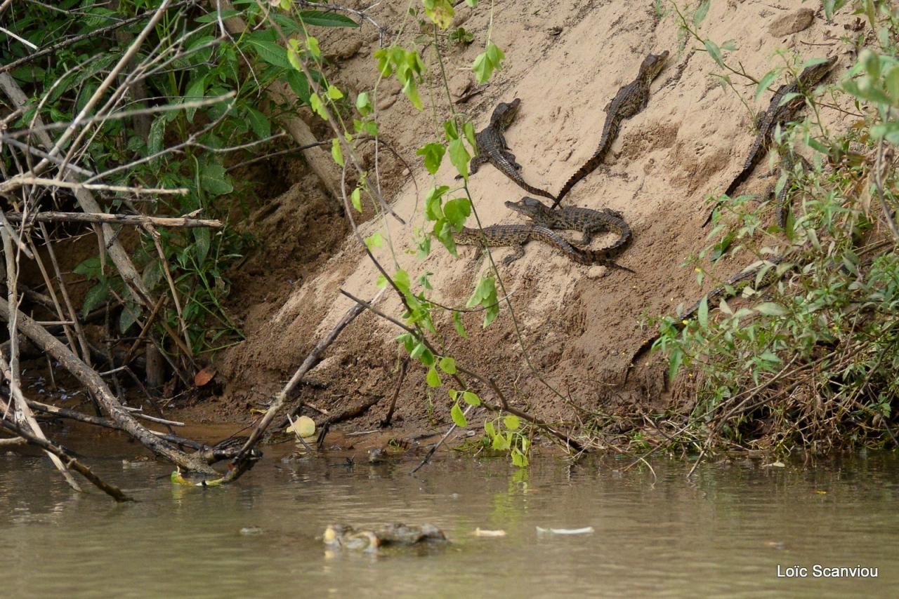 Crocodile du Nil/Nile Crocodile (22)