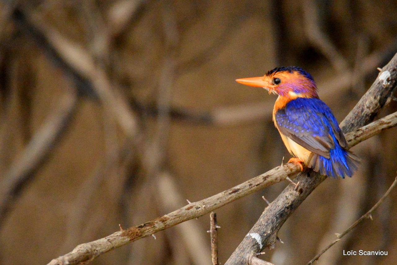 Martin-Pêcheur pygmée/African Pygmy-Kingfisher (2)