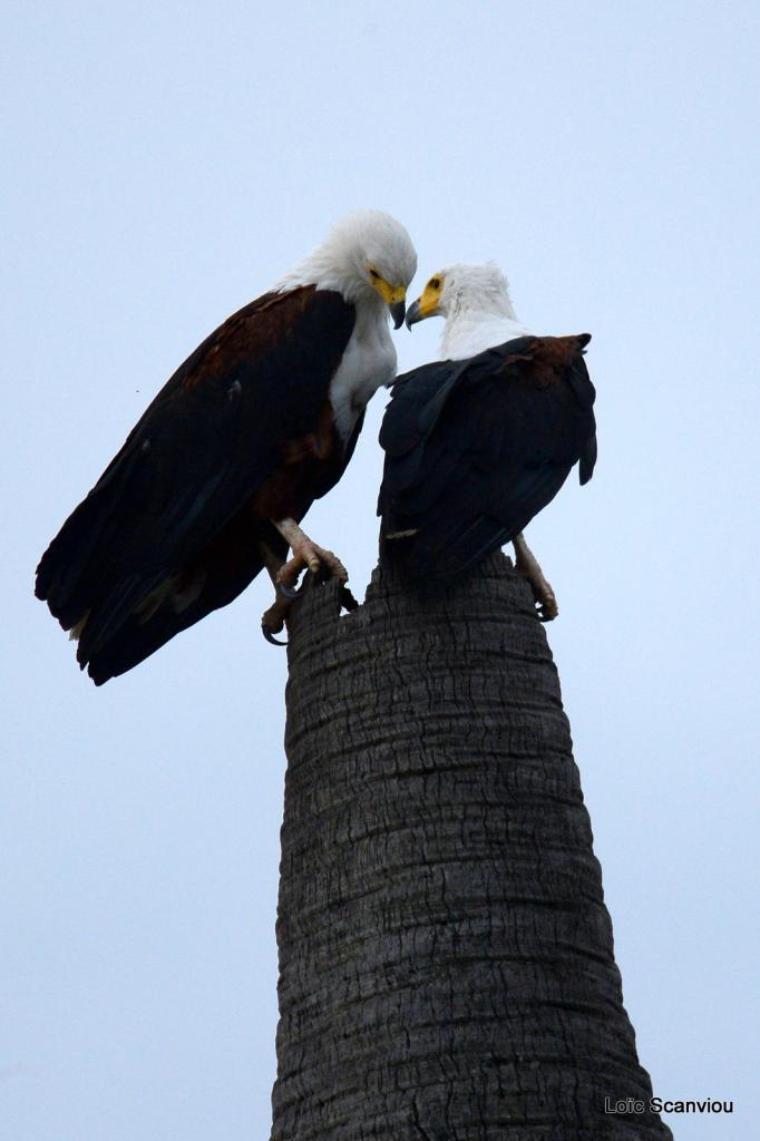 Aigle vocifère/African Fish Eagle (4)