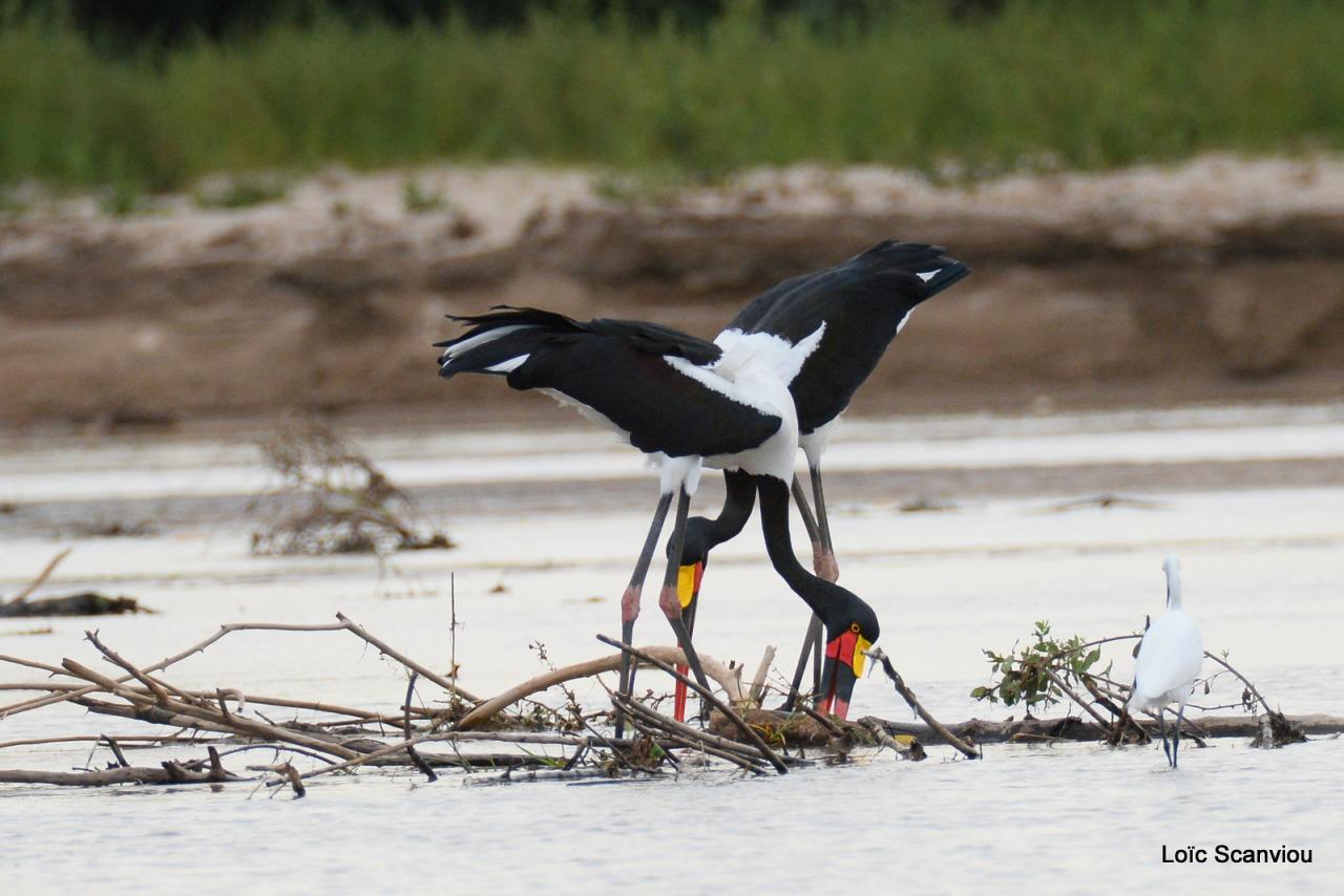 Jabiru d'Afrique/Saddle-billed Stork (1)