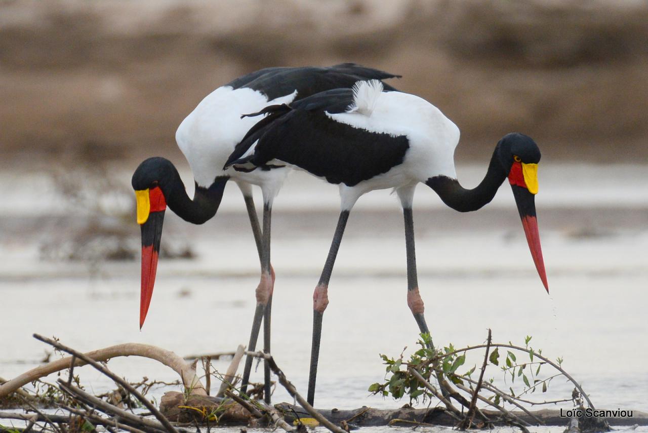 Jabiru d'Afrique/Saddle-billed Stork (2)