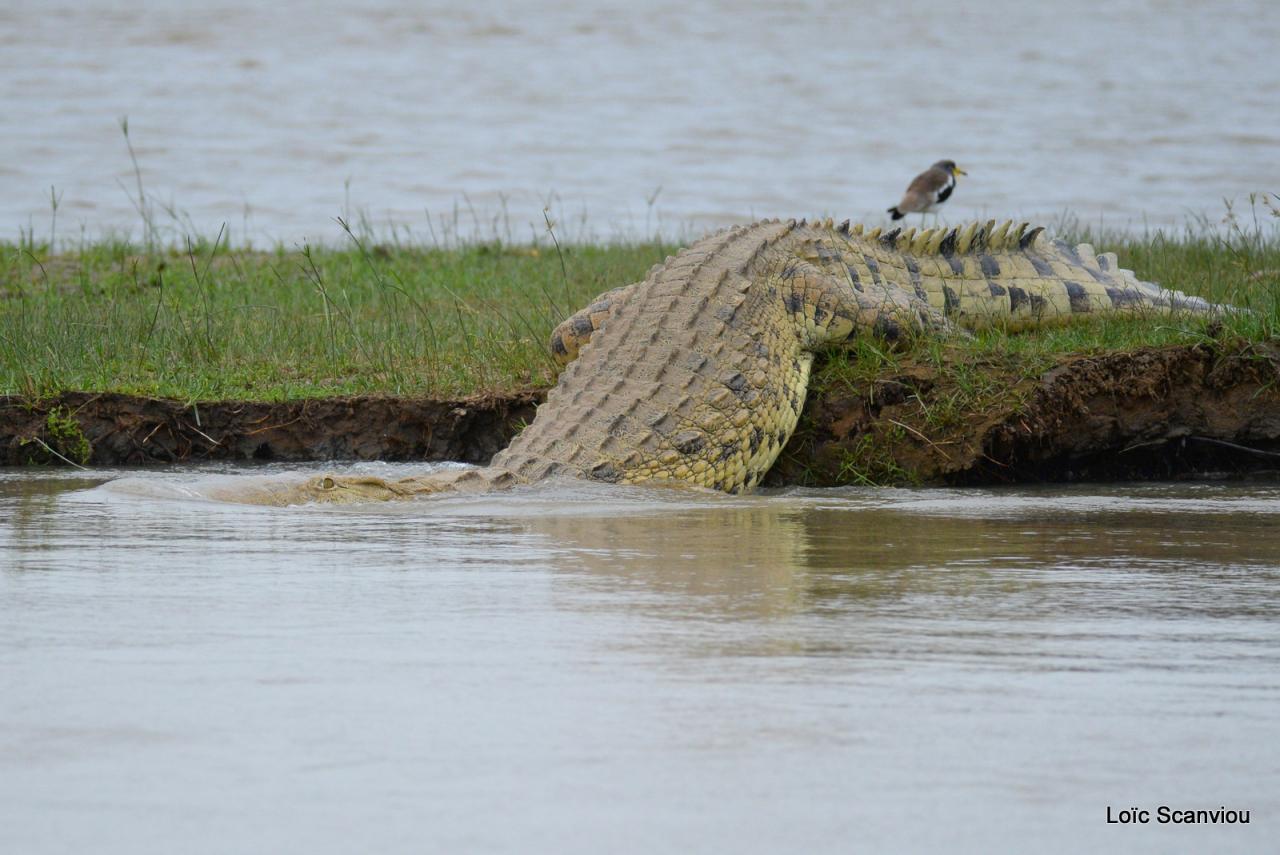 Crocodile du Nil/Nile Crocodile (23)