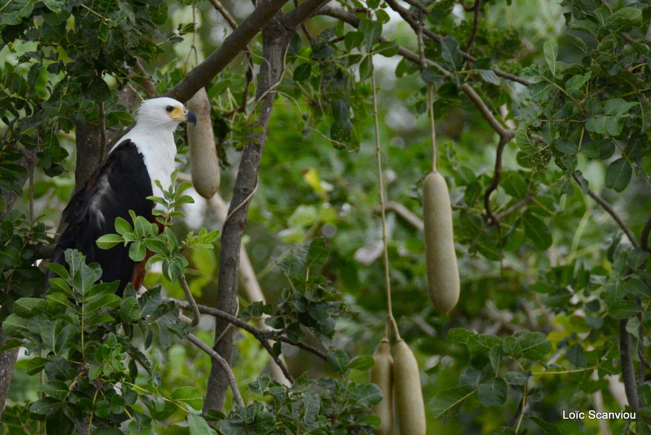 Aigle vocifère/African Fish Eagle (5)