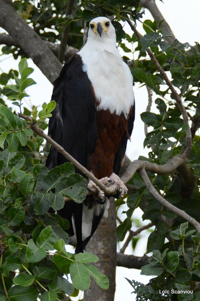 Aigle vocifère/African Fish Eagle (6)
