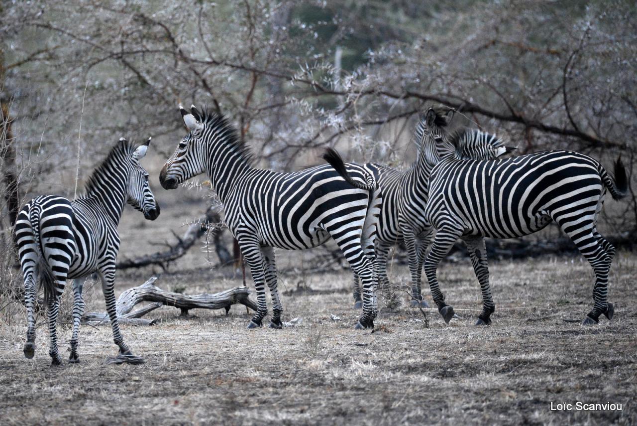 Zèbre de Burchell/Burchell's Zebra (6)