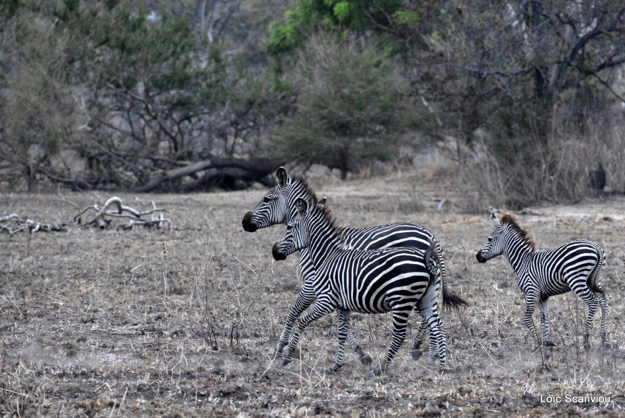 Zèbre de Burchell/Burchell's Zebra (7)