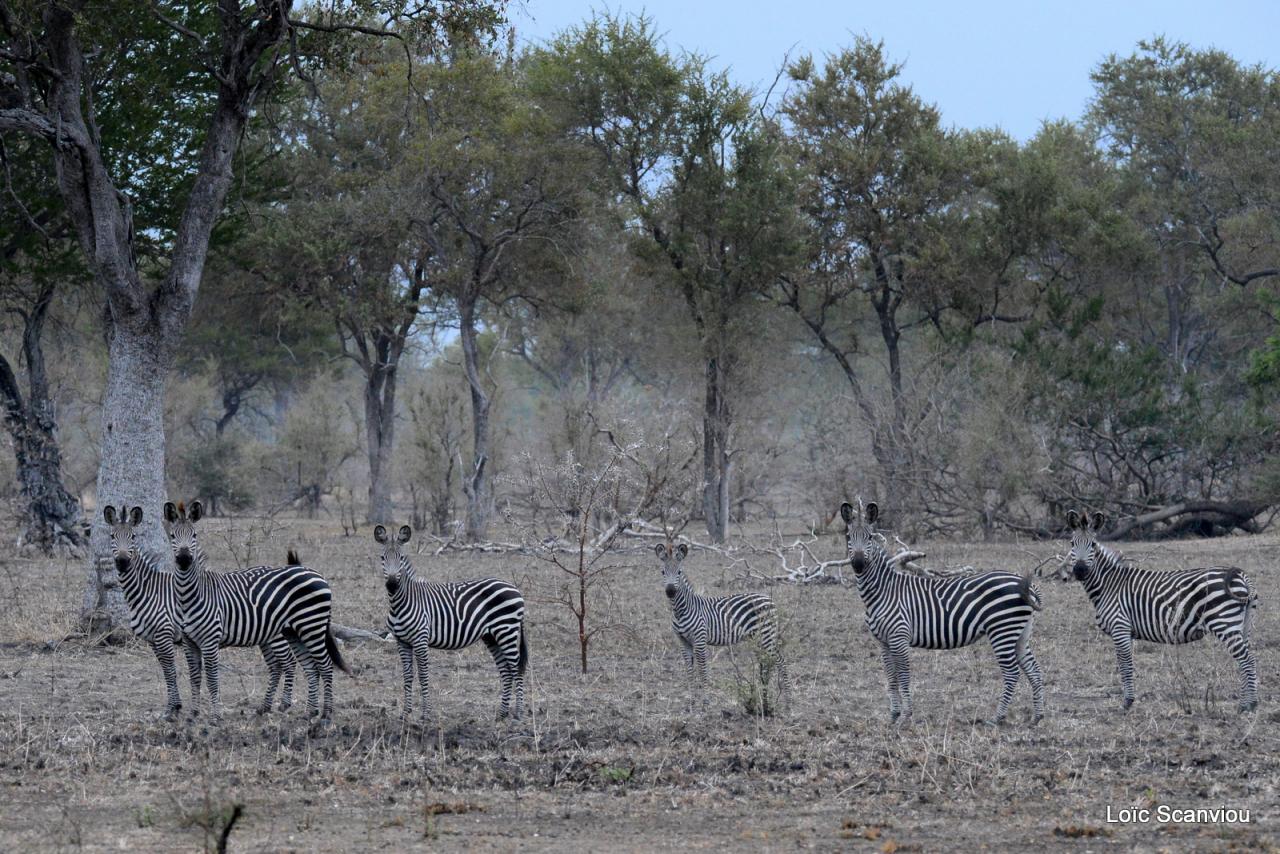 Zèbre de Burchell/Burchell's Zebra (8)