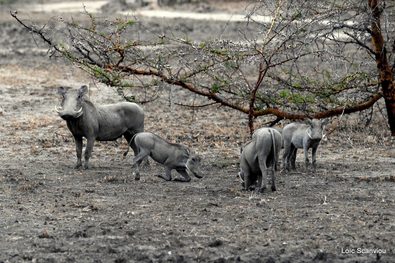 Phacochère/Warthog (2)