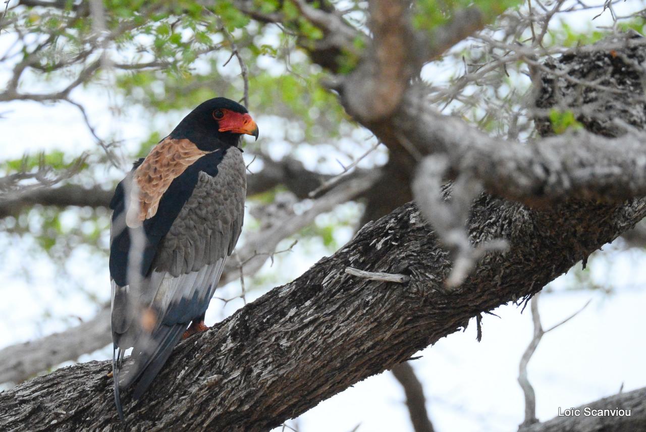 Aigle bateleur/Bateleur Eagle (2)