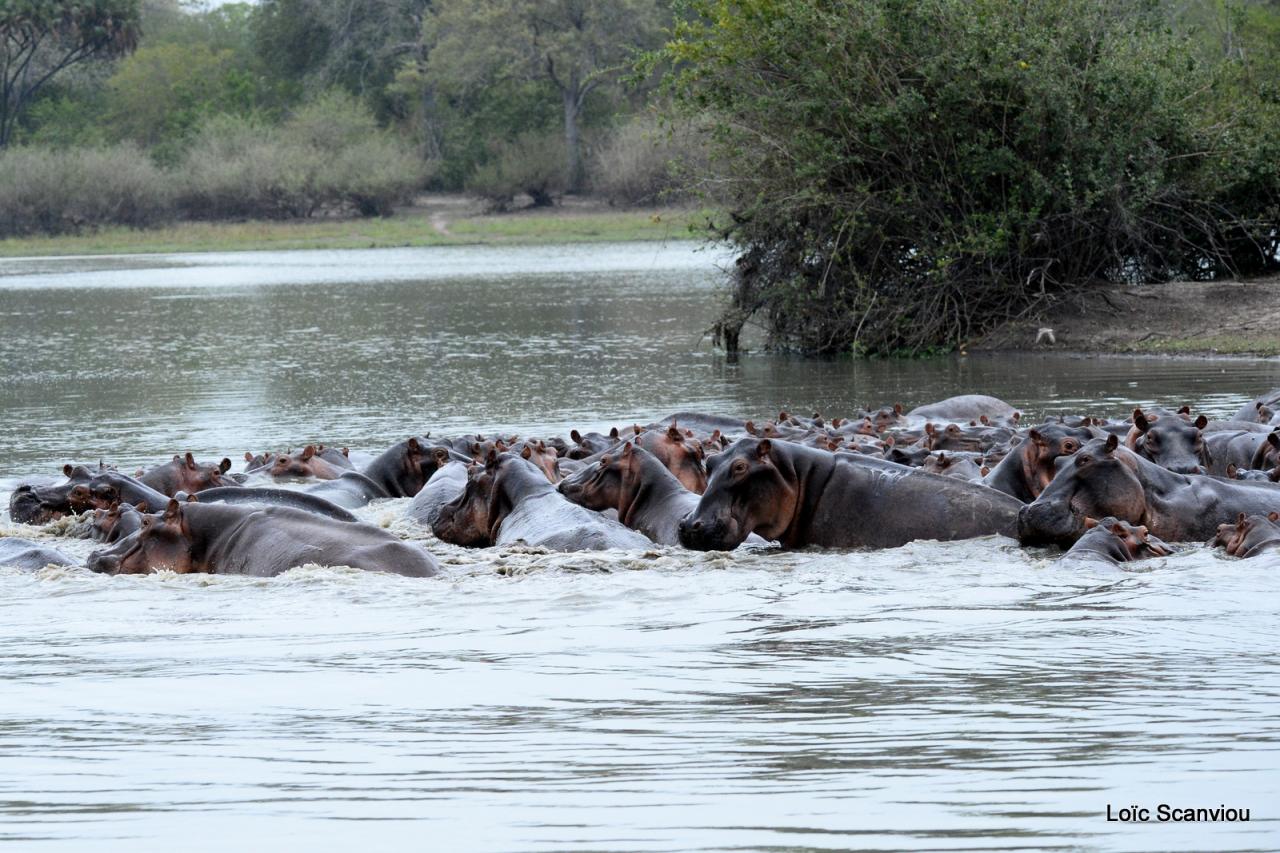 Hippopotame/Hippopotamus (11)