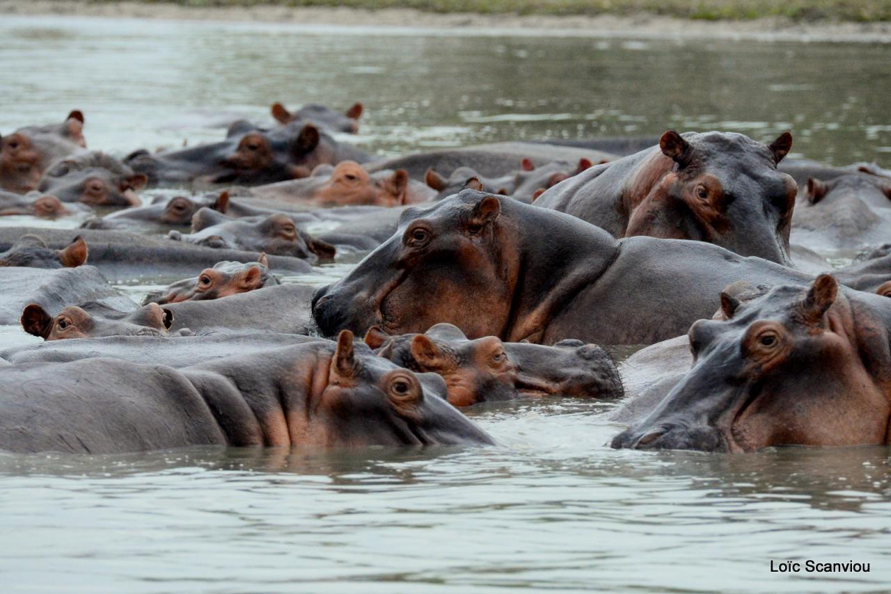 Hippopotame/Hippopotamus (12)