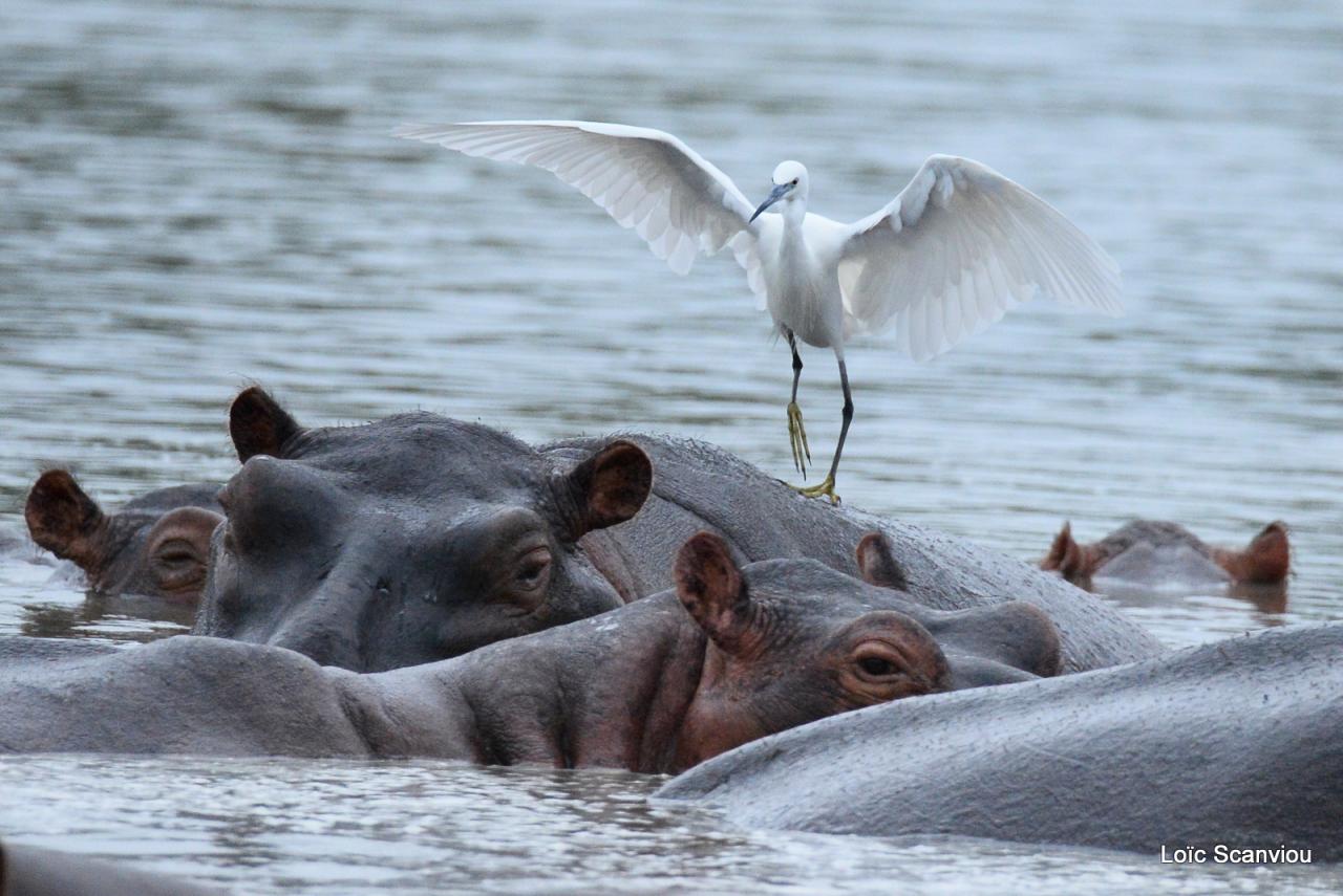 Hippopotame/Hippopotamus (13)