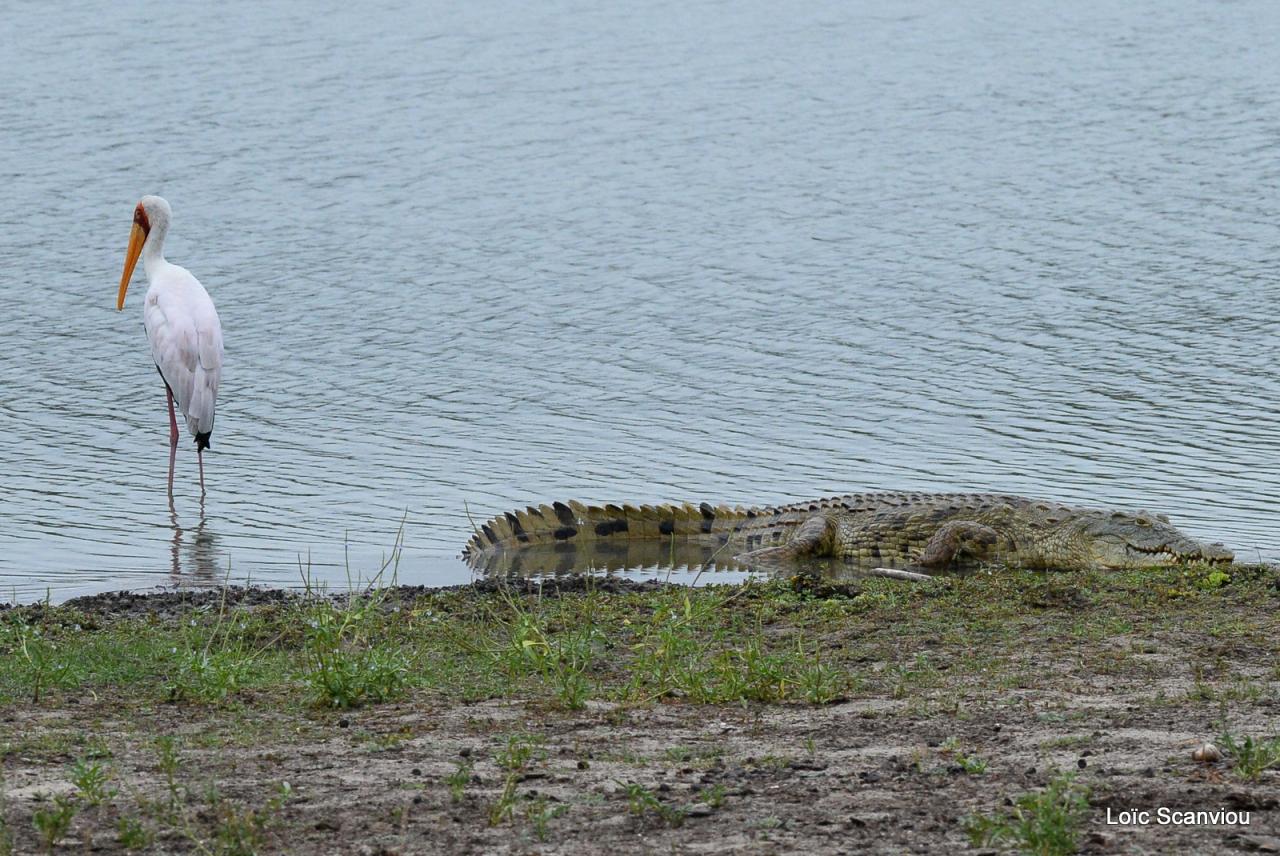Tantale et crocodile