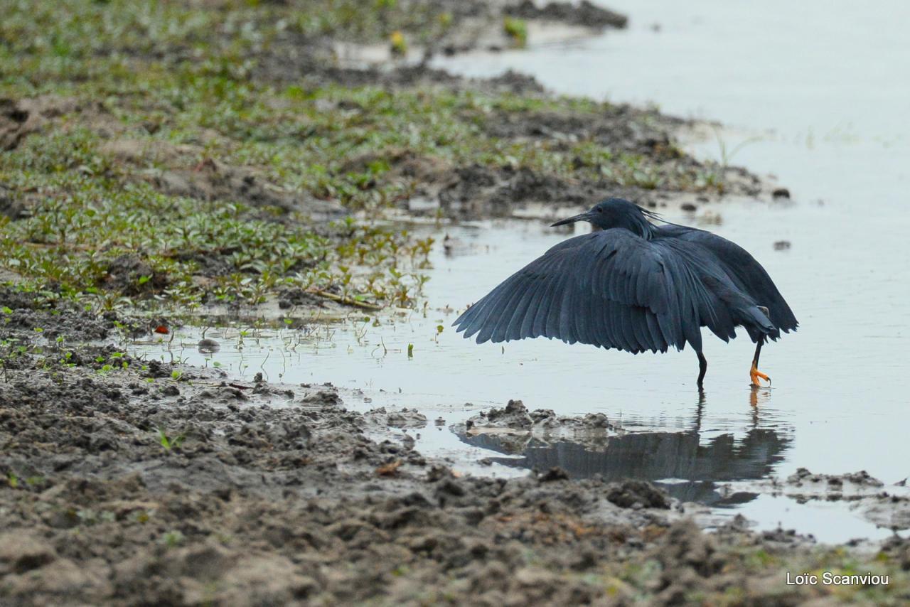 Aigrette ardoisée/Black Heron (1)