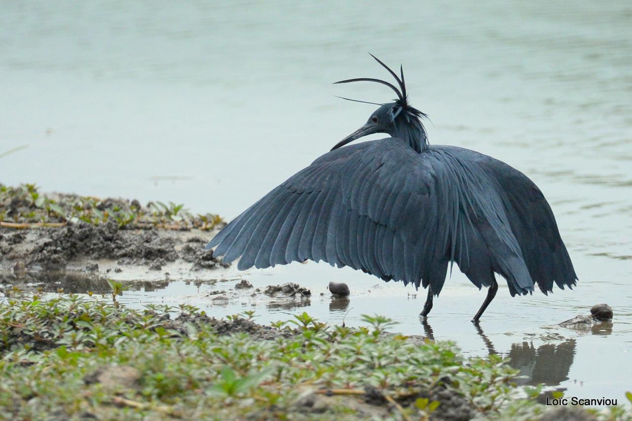 Aigrette ardoisée/Black Heron (2)