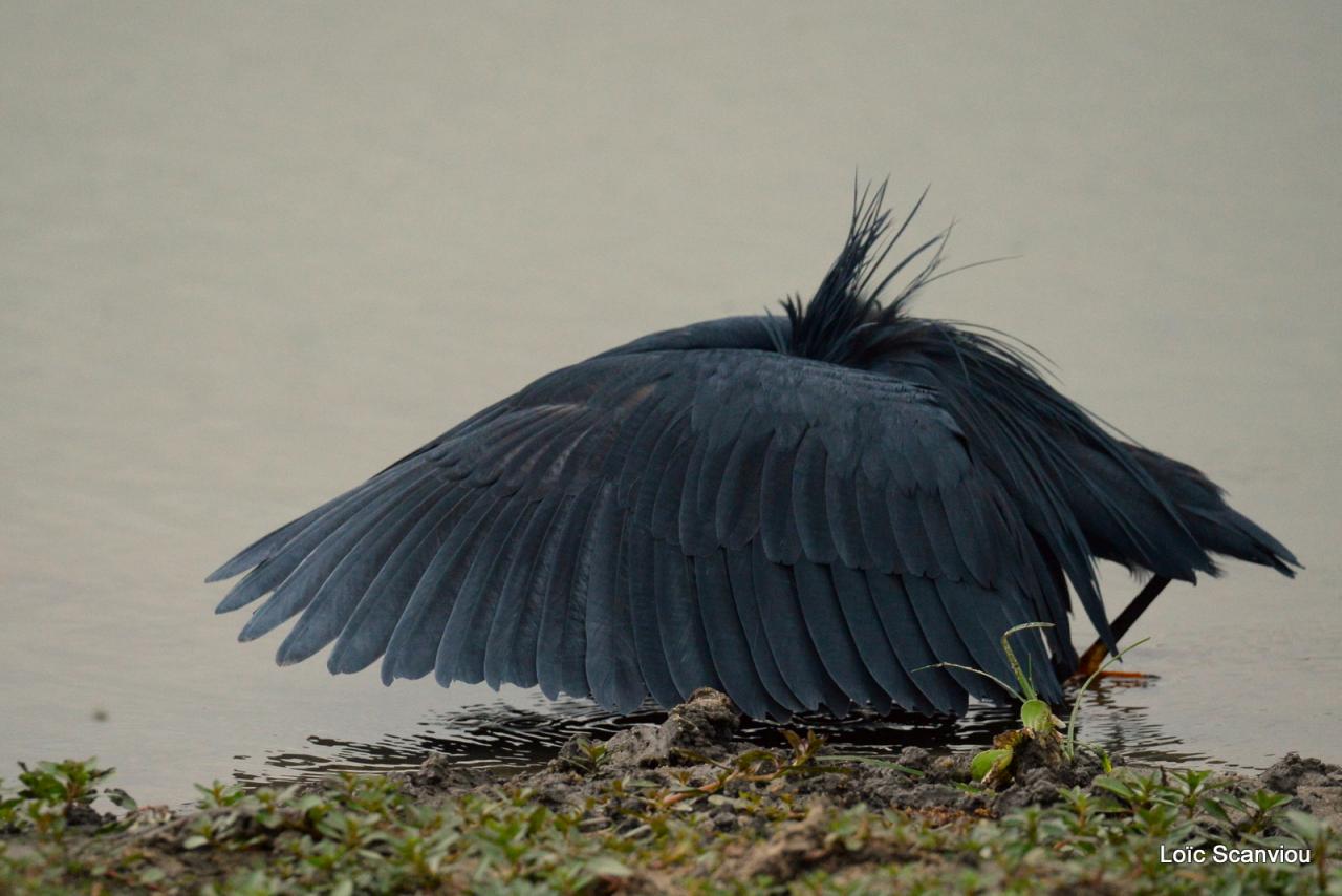 Aigrette ardoisée/Black Heron (3)