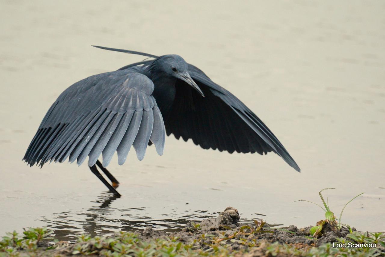 Aigrette ardoisée/Black Heron (4)