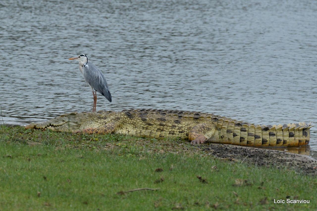 Crocodile du Nil/Nile Crocodile (24)