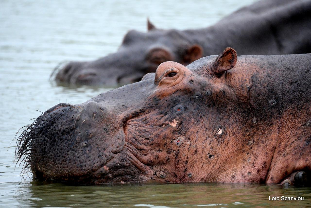Hippopotame/Hippopotamus (14)