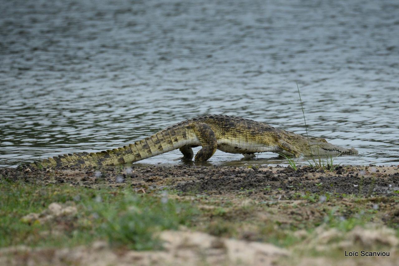Crocodile du Nil/Nile Crocodile (25)
